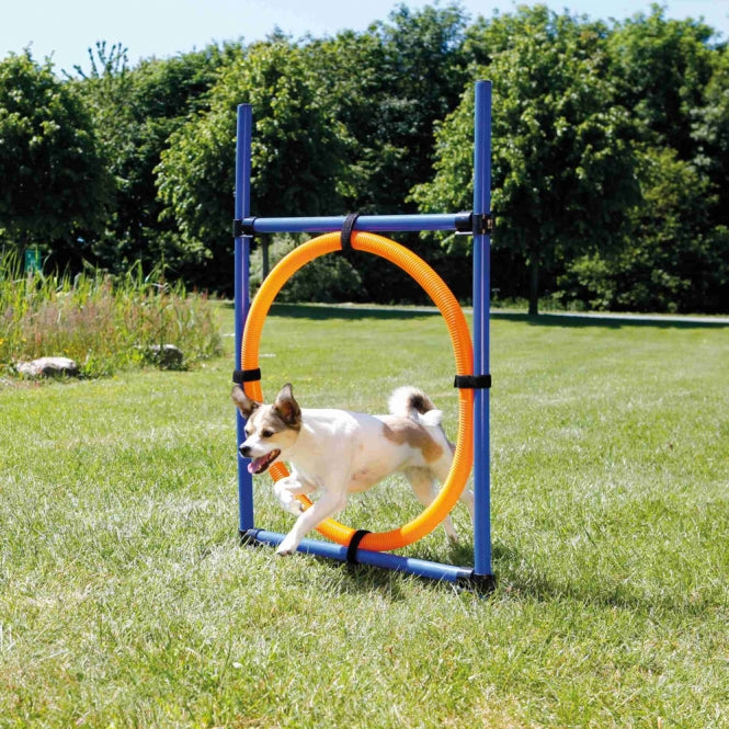 Agility Ring Trixie
