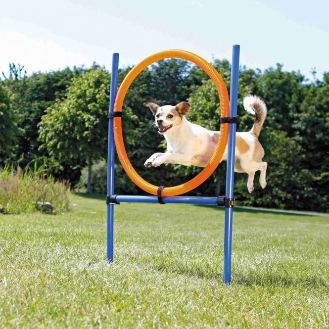 Agility Ring Trixie
