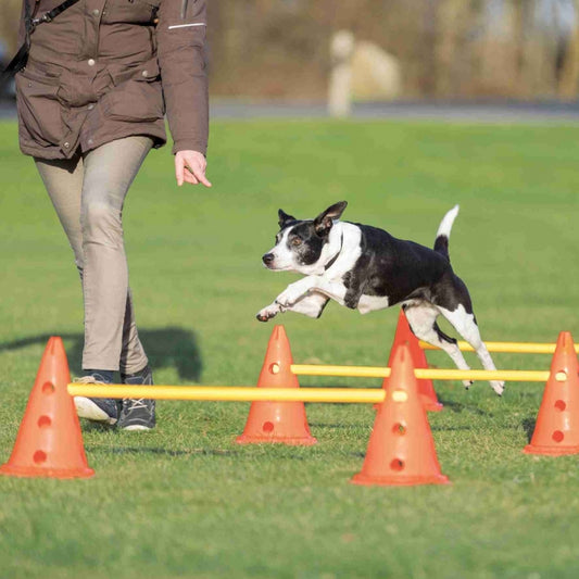 Agility Pylonen-Hindernis 3er Set Trixie