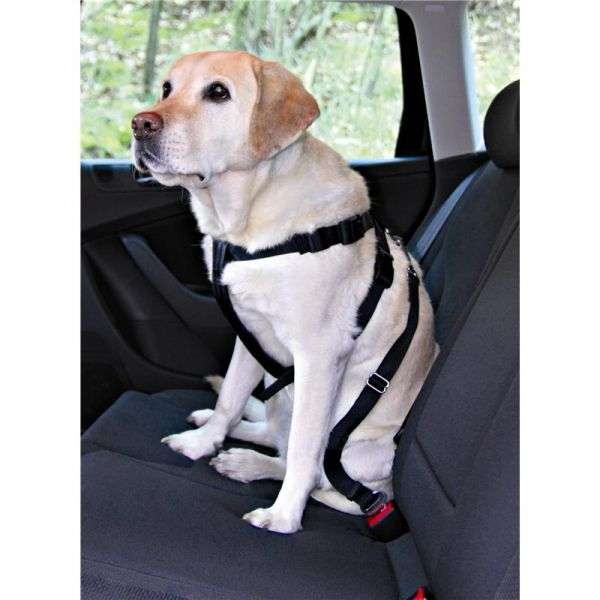 Hunde-Auto-Sicherheitsgeschirr | Pawfect